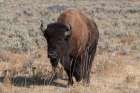 USA-Wyoming-Yellowstone National Park-Lamar Valley-American bison Art Print